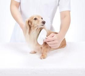 Una persona está cepillando a un perro salchicha con un cepillo.