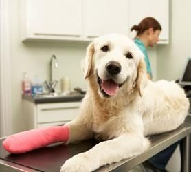Un perro con un yeso rosado en la pata está acostado sobre una mesa.