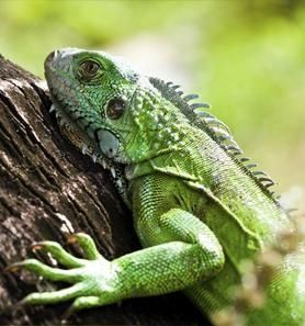 Una iguana verde está sentada en la rama de un árbol.