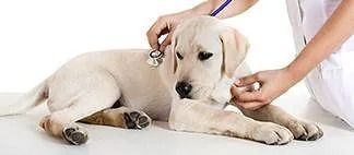 Un perro está siendo examinado por un veterinario con un estetoscopio.