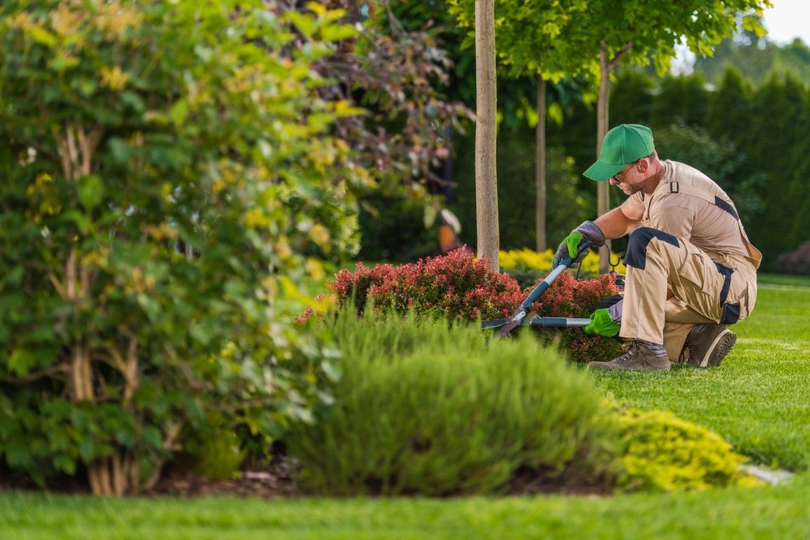 Un jardinero arrodillado en un frondoso parque poda arbustos con una pequeña herramienta eléctrica.