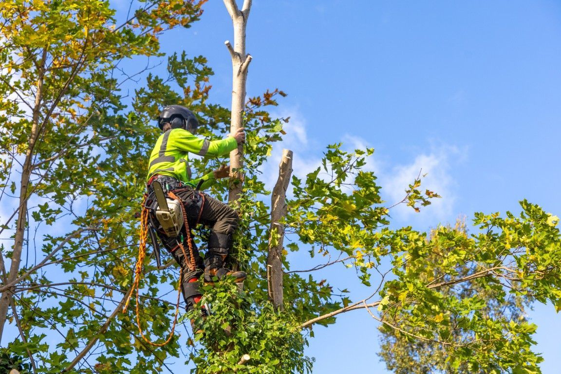 Un podador de árboles con equipo naranja está sujeto a un árbol con un arnés, utilizando cuerdas entre las ramas.