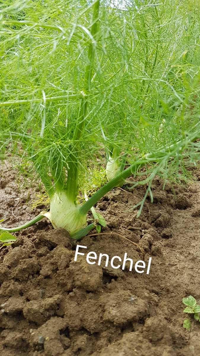 Fenchel