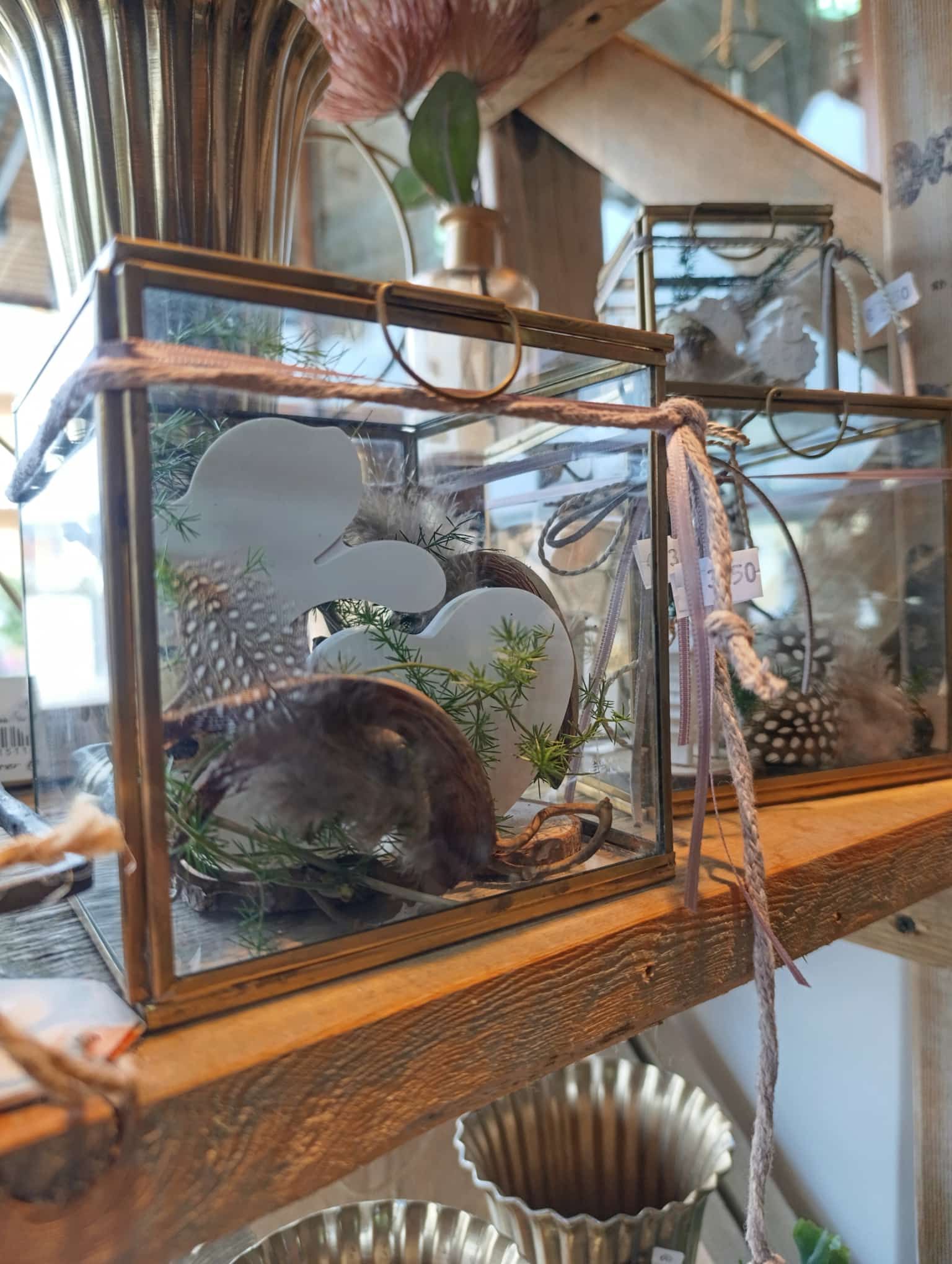 Auf einem Holzregal steht ein Glasbehälter mit einem Frosch darin.