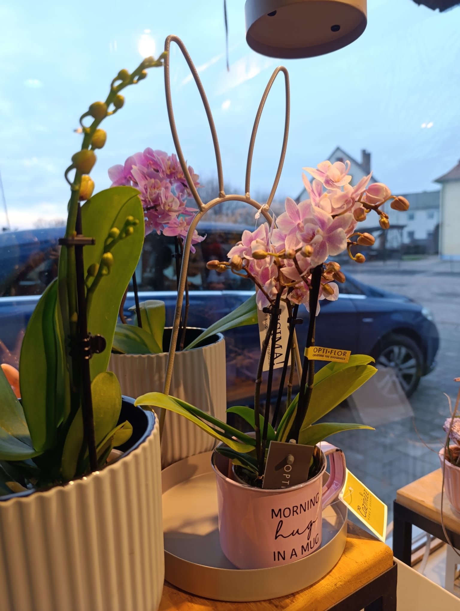 Ein paar Topfpflanzen stehen auf einem Tisch vor einem Fenster.