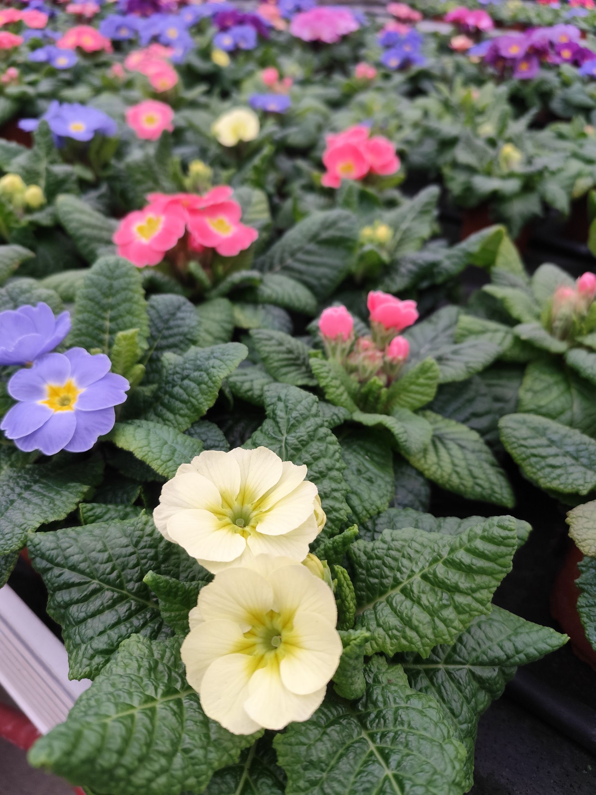 In einem Garten wächst ein Strauß verschiedenfarbiger Blumen.