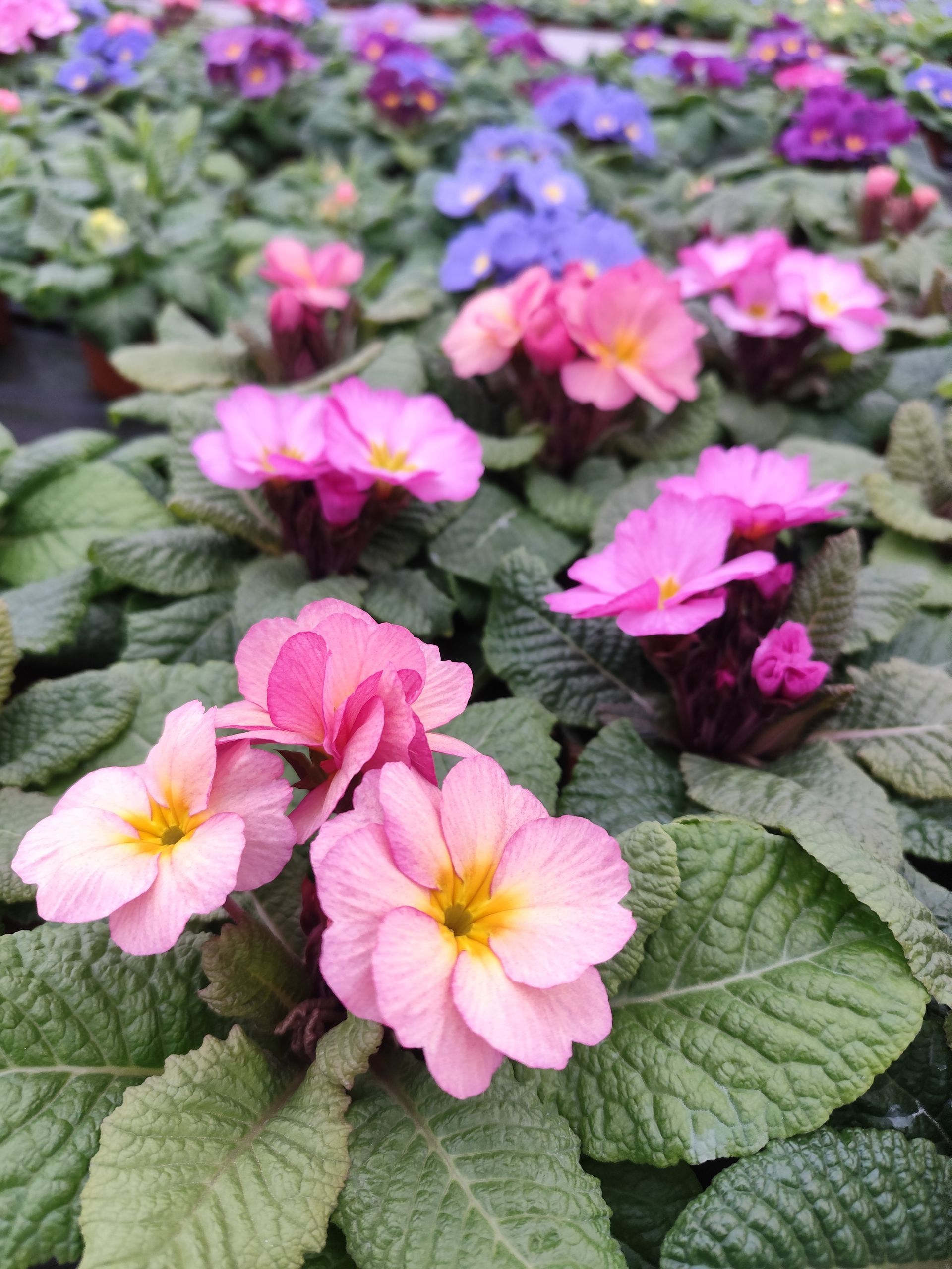 In einem Garten wächst ein Strauß rosa und violetter Blumen.