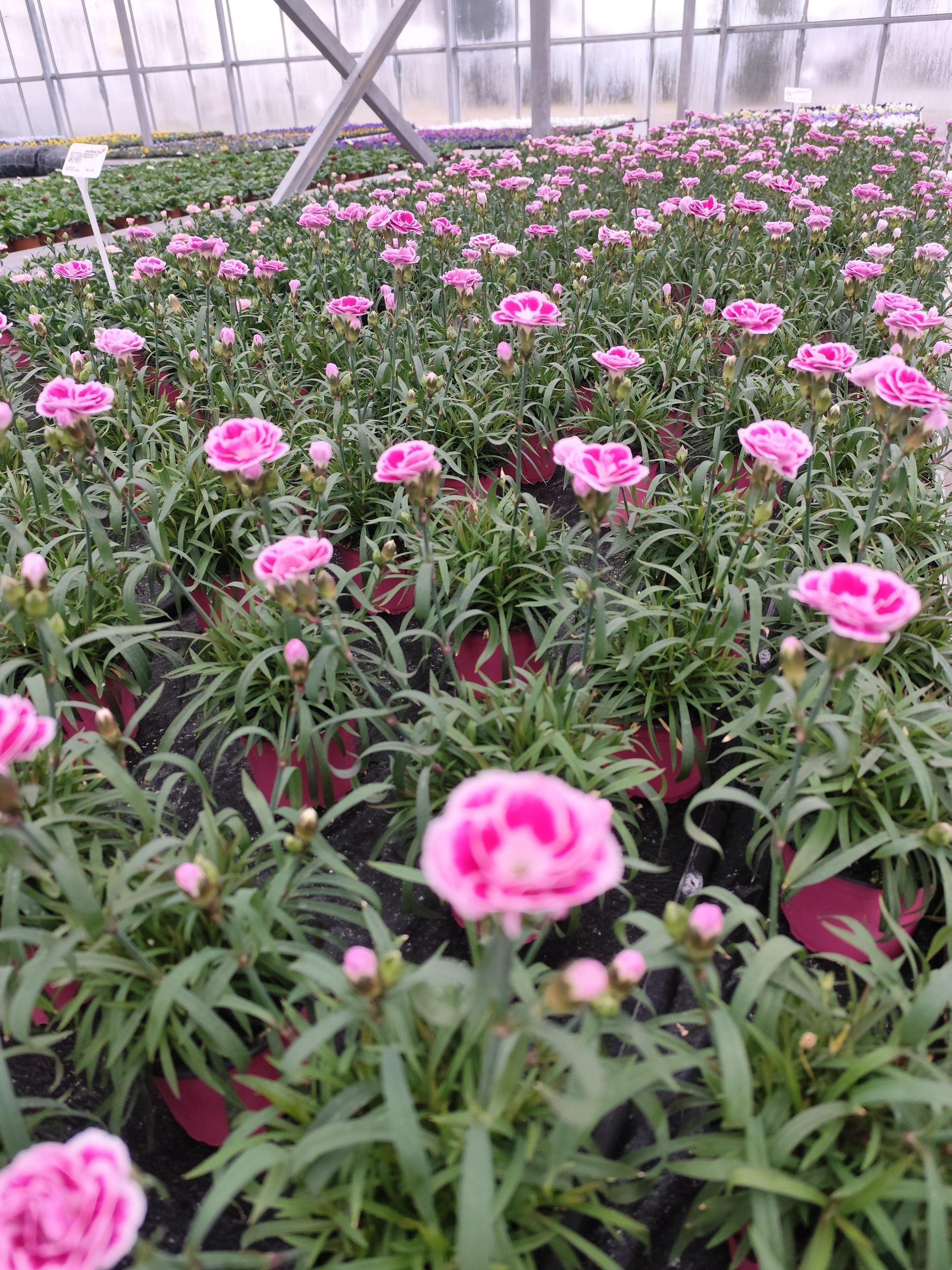Ein Gewächshaus voller rosa Blumen in Töpfen.