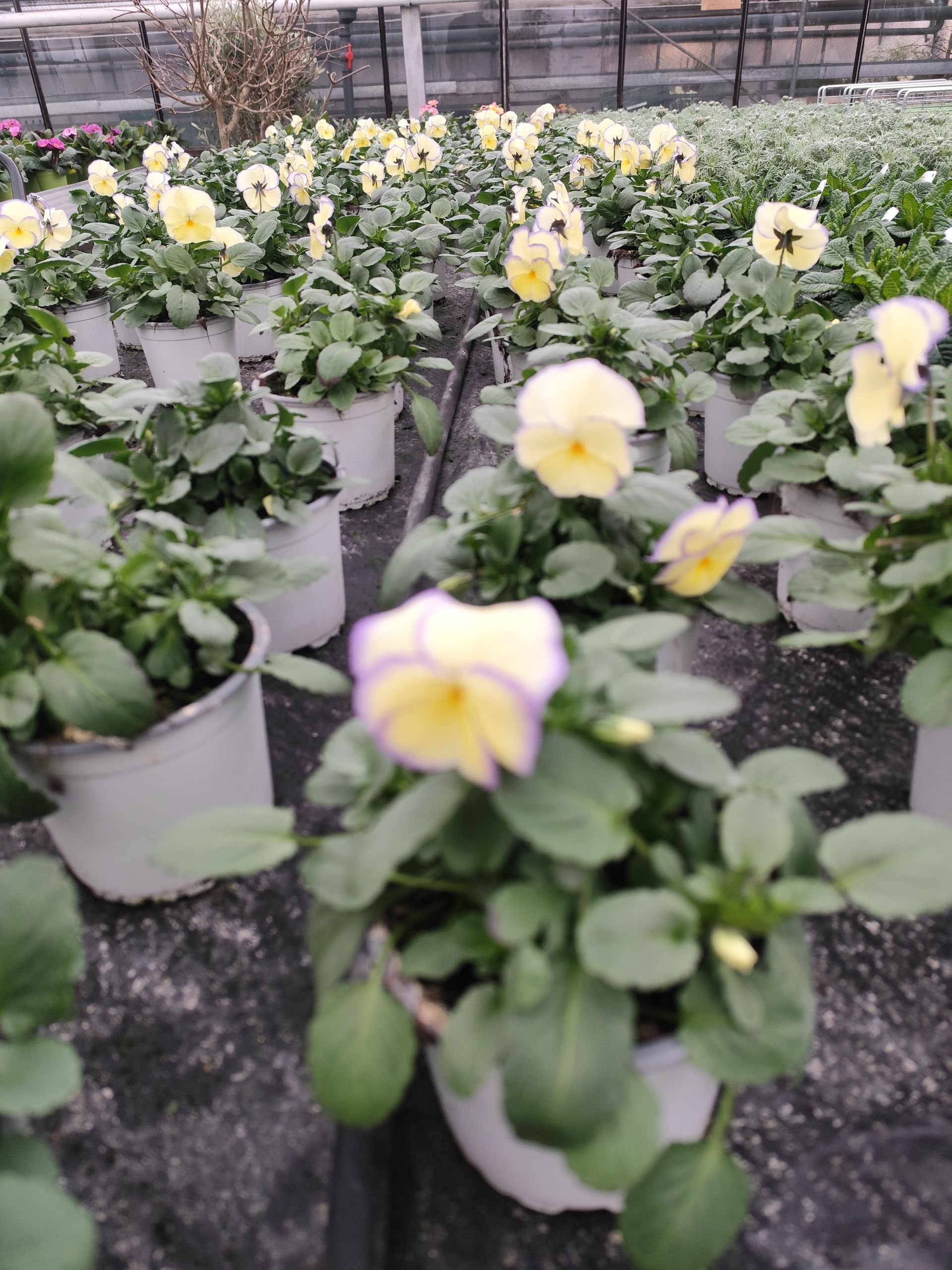 Ein Haufen Topfpflanzen mit gelben und violetten Blüten