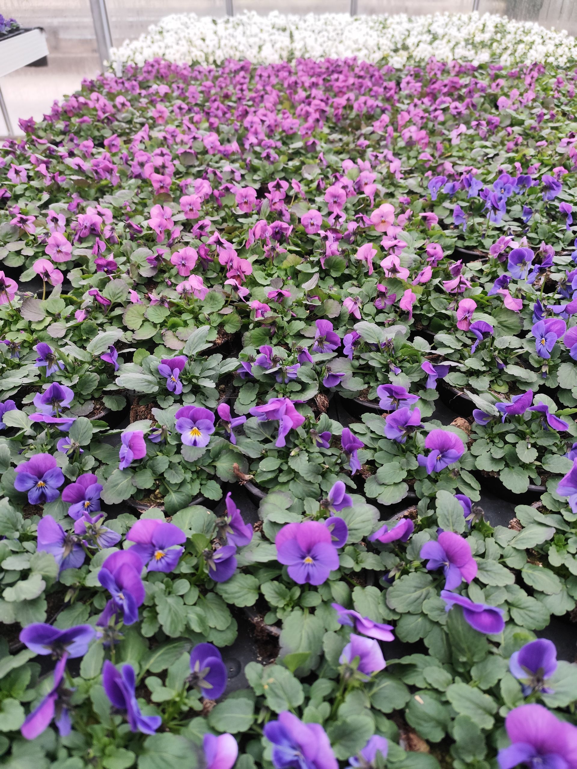 Lila und rosa Blumen wachsen in einem Gewächshaus