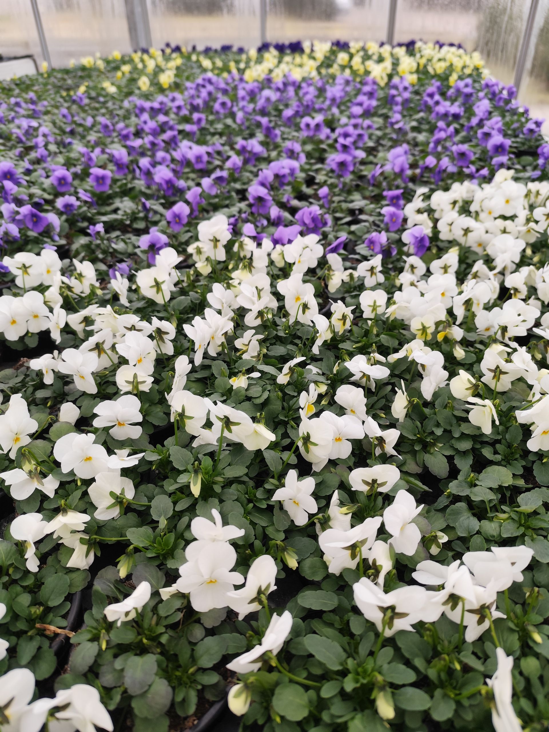 Ein Gewächshaus voller weißer und violetter Blumen.