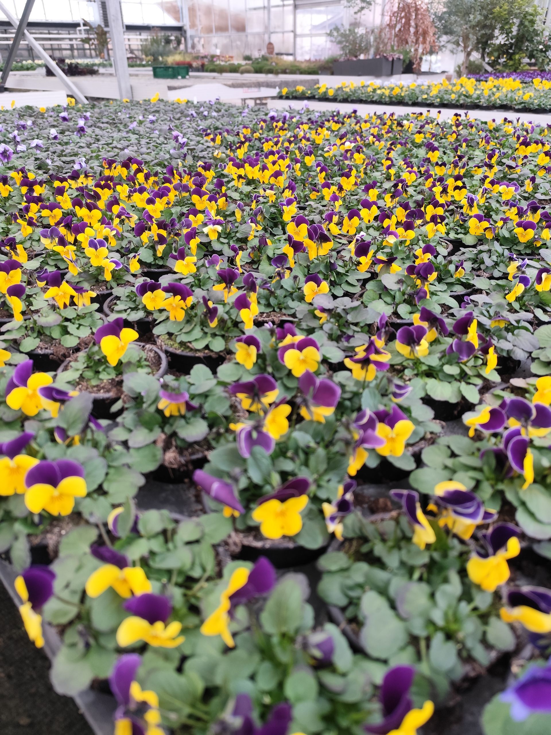 Ein Gewächshaus voller gelber und violetter Blumen