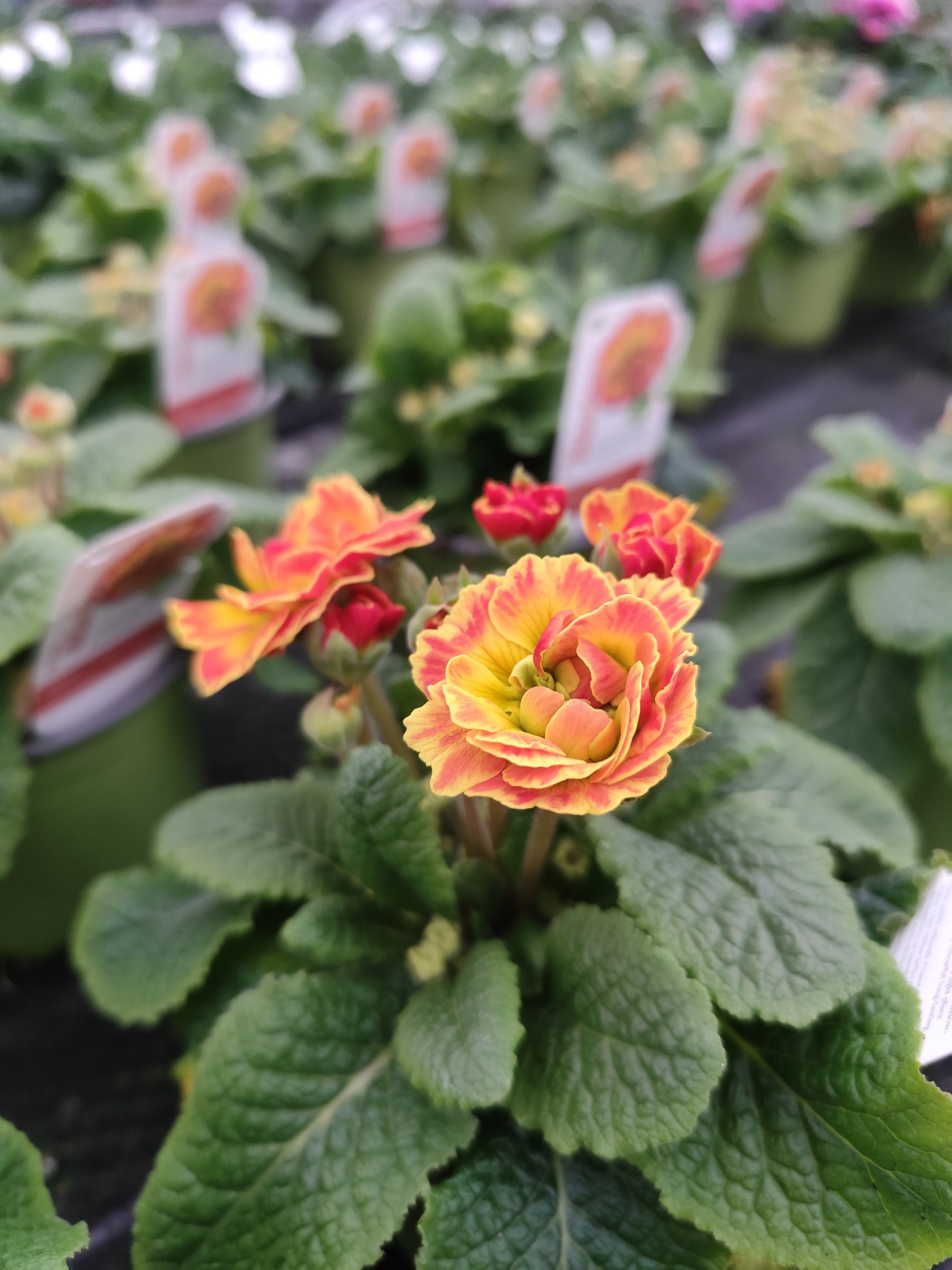 Eine Nahaufnahme einer gelben und roten Blume in einem Garten.