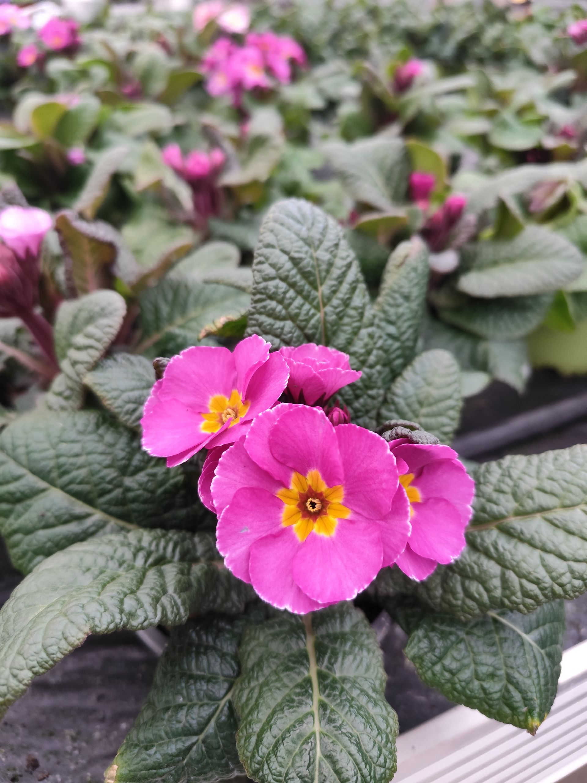 Eine Nahaufnahme einer rosa Blume mit gelber Mitte