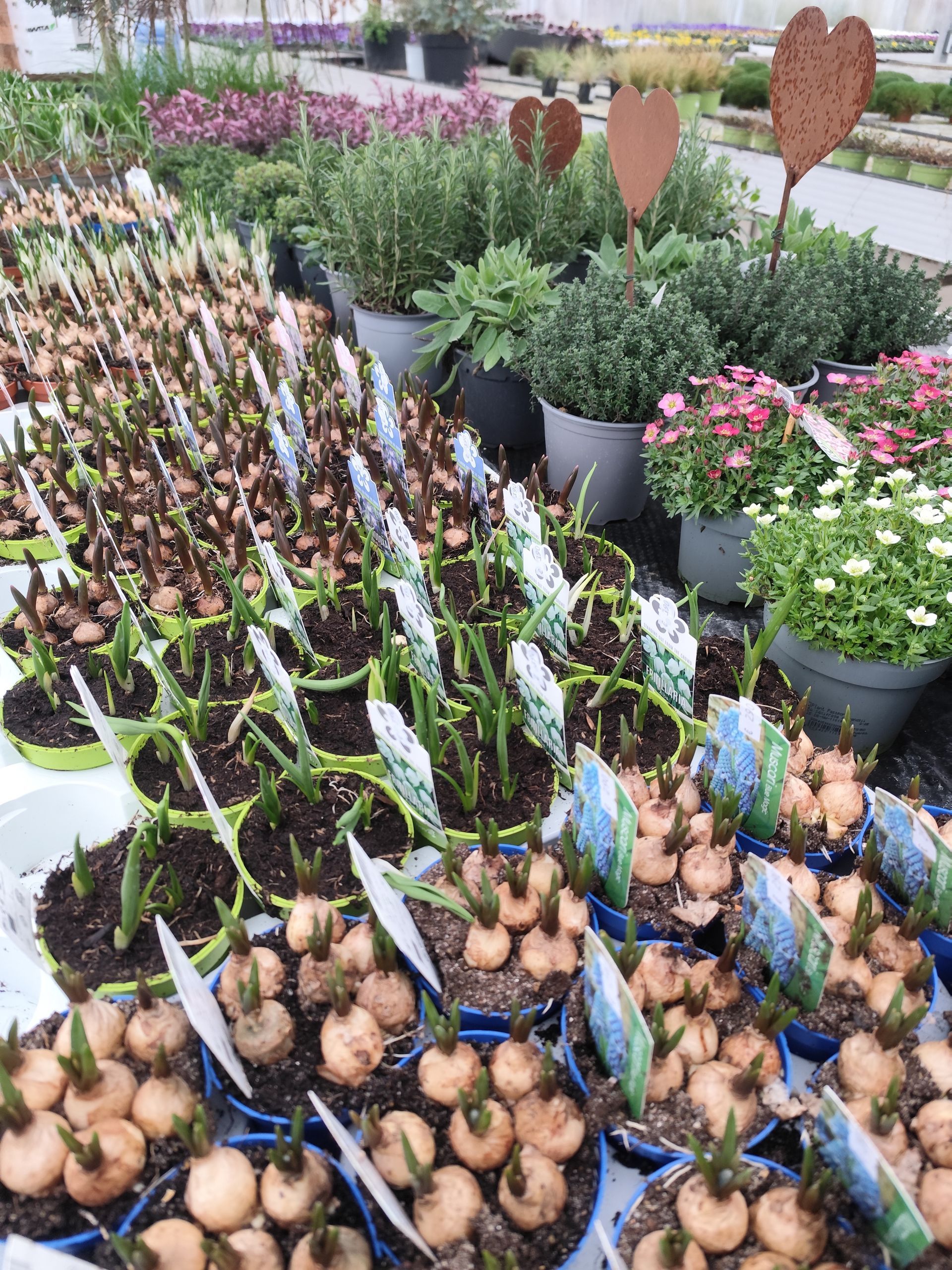 Auf einem Tisch stehen mehrere Topfpflanzen.