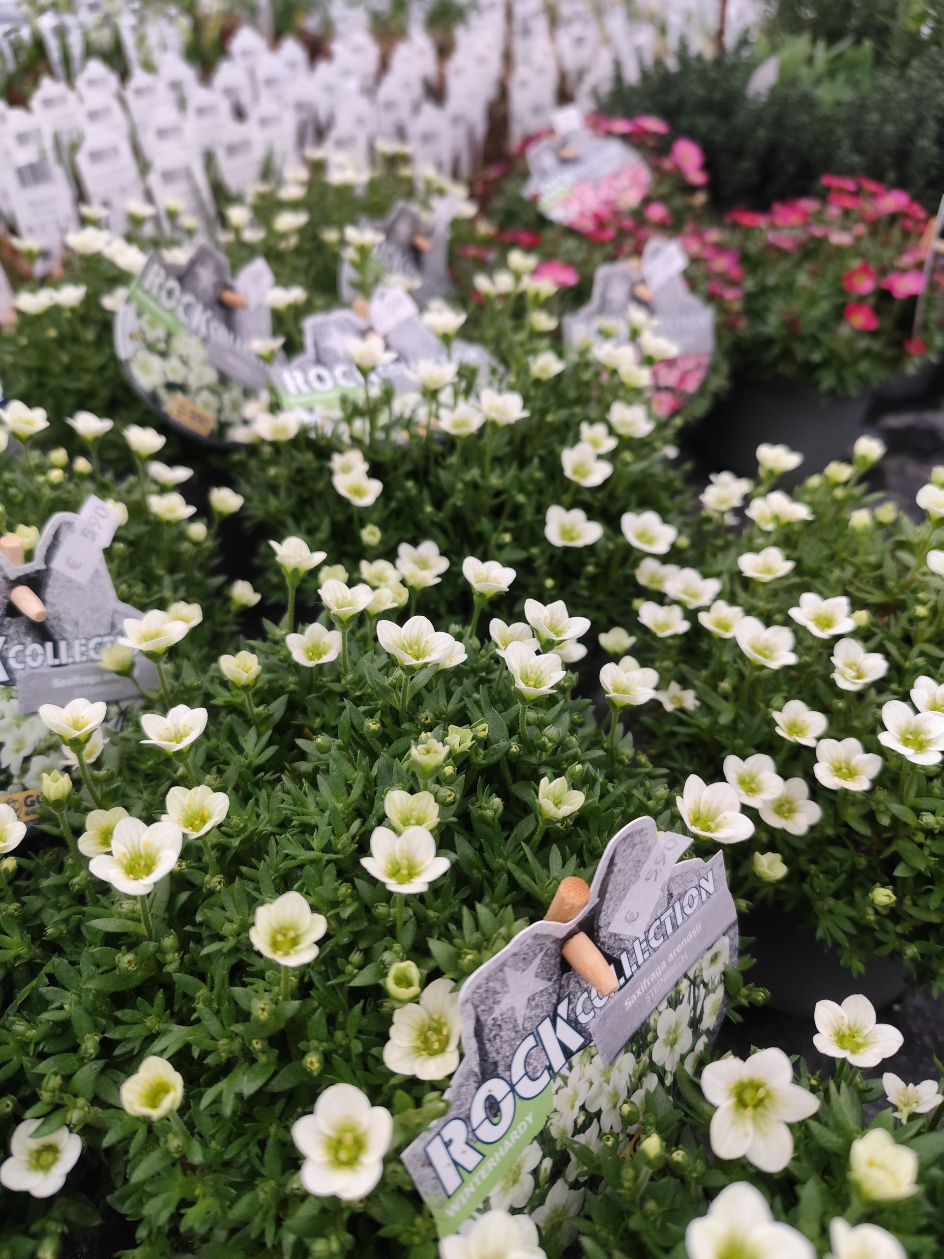 In einem Garten wächst ein Strauß weißer Blumen.