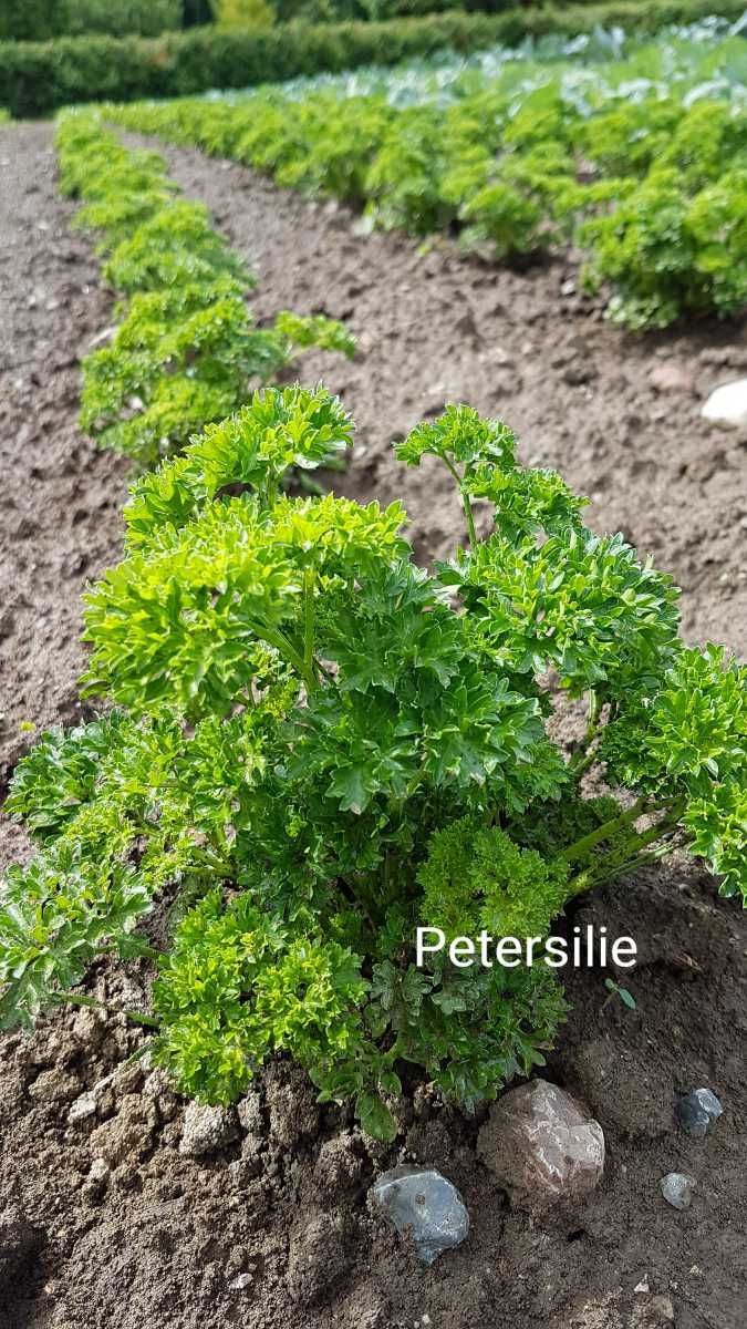 Petersilie