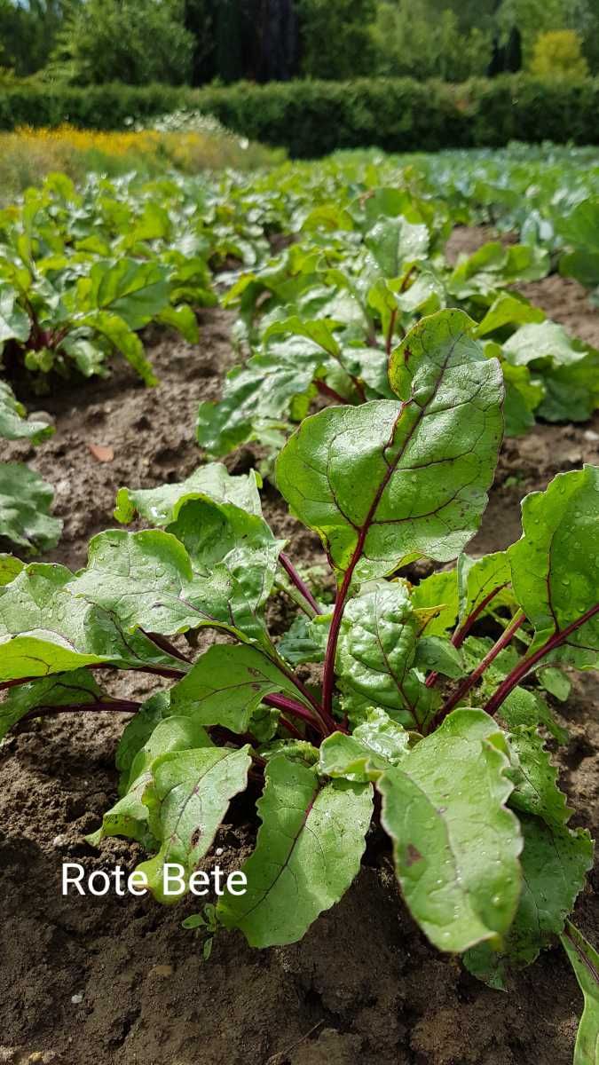 Rote Bete