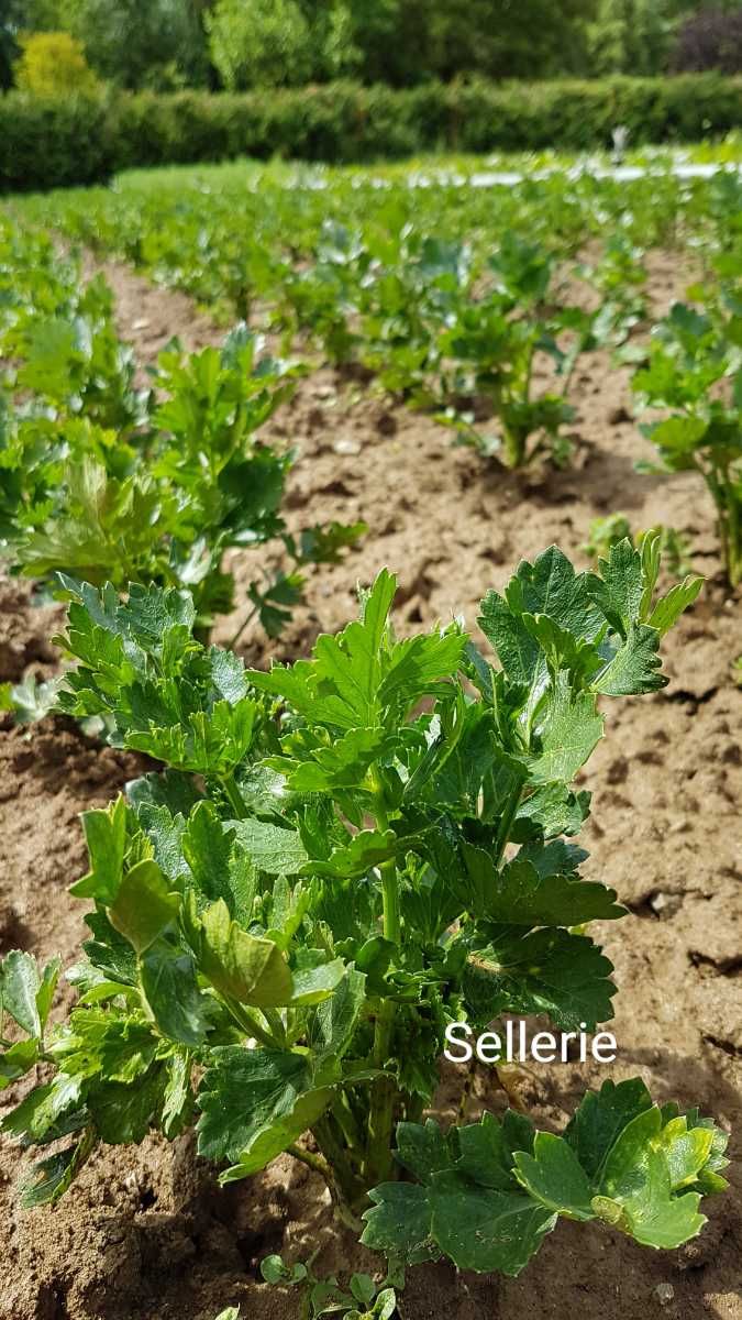 Sellerie