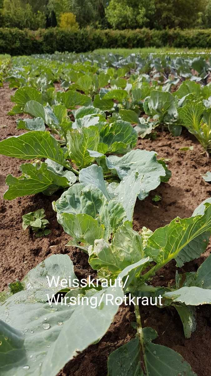 Weisskraut / Wirsing / Rotkraut
