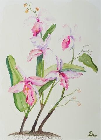 Una pintura de acuarela de tres orquídeas rosas con hojas verdes sobre un fondo blanco.