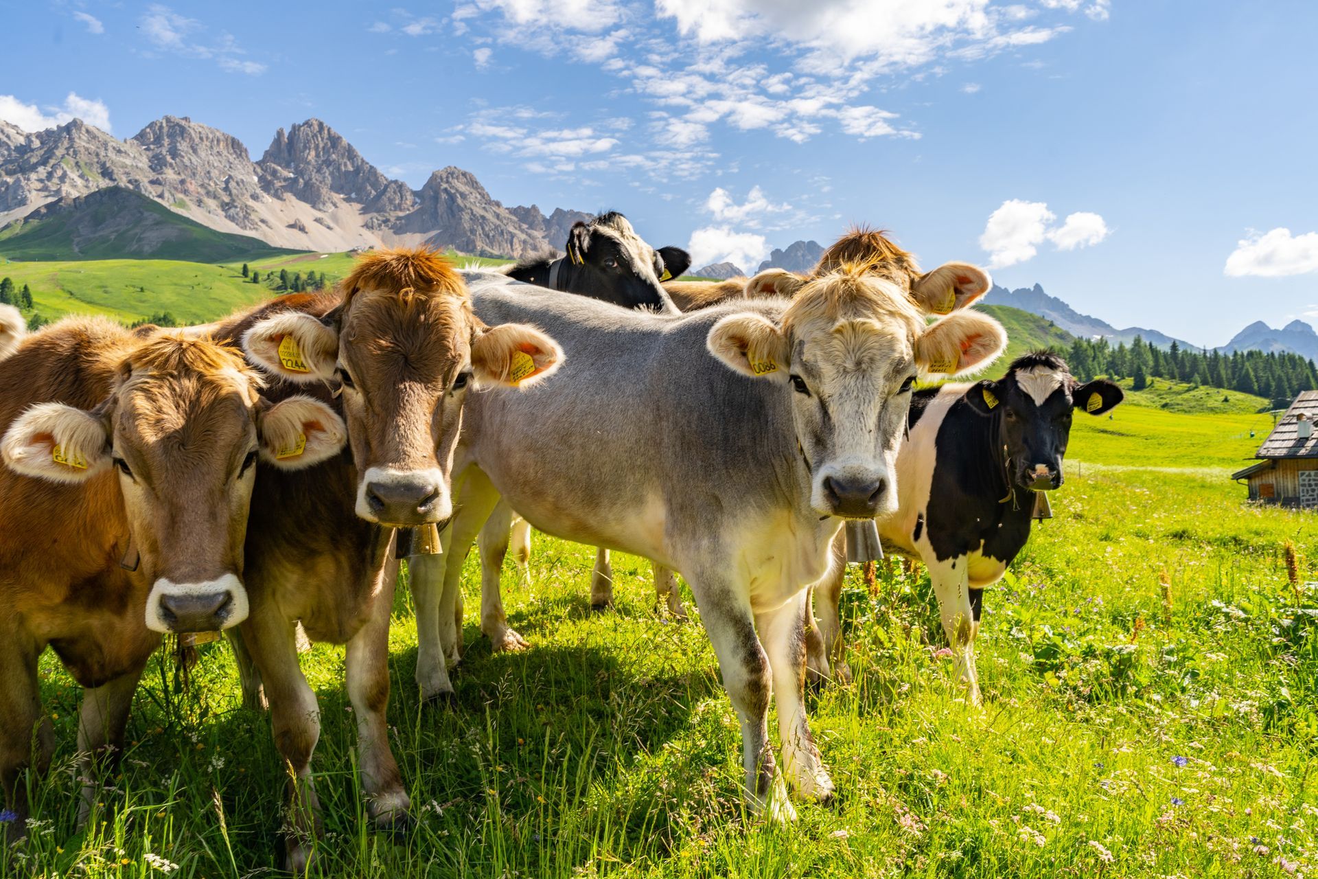 Des vaches dans un pré avec la chaîne des Alpes en arrière-plan
