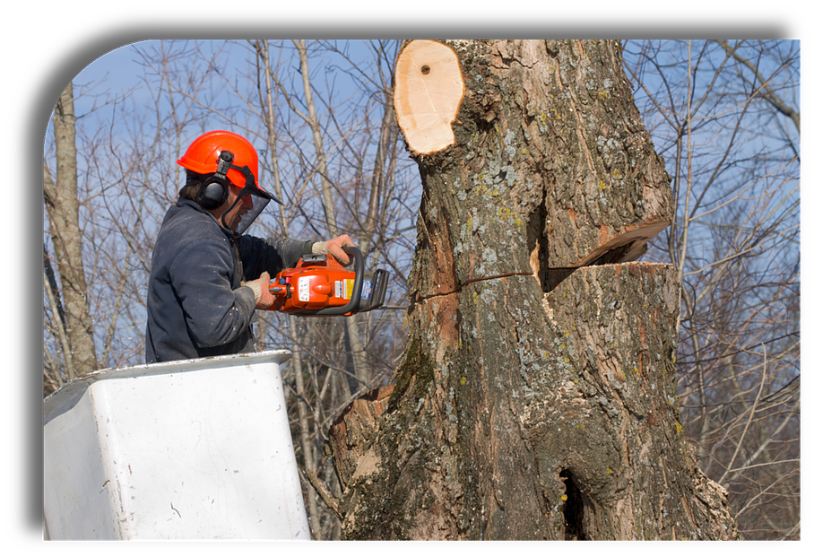 L'abattage et l'élagage de vos arbres à haut jet près de ...