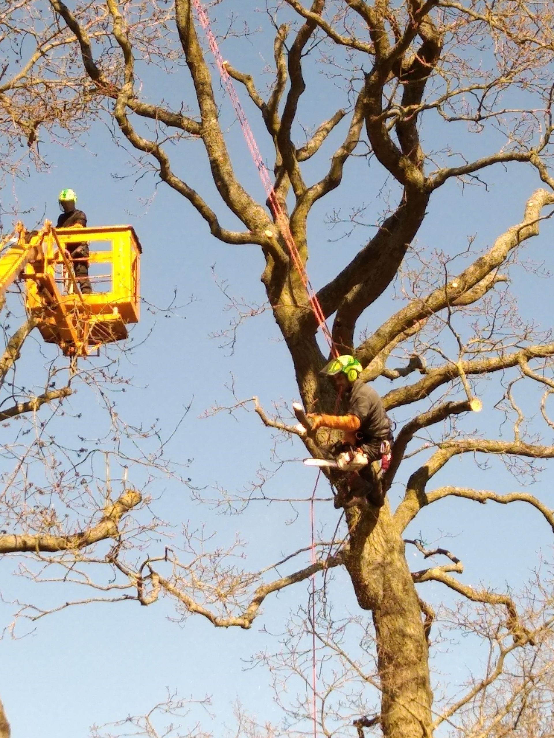 Photo de la nacelle sécurisée et d'un arbre