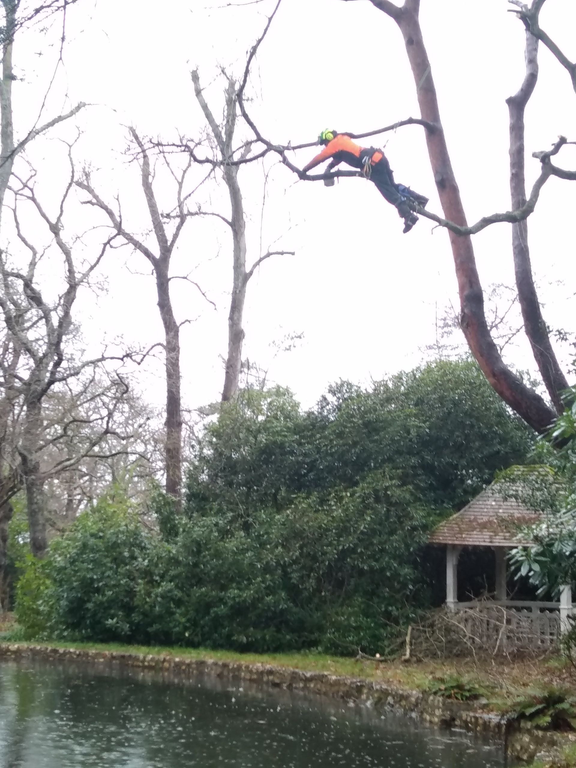 Photo d'un élagueur sur une branche dans un arbre
