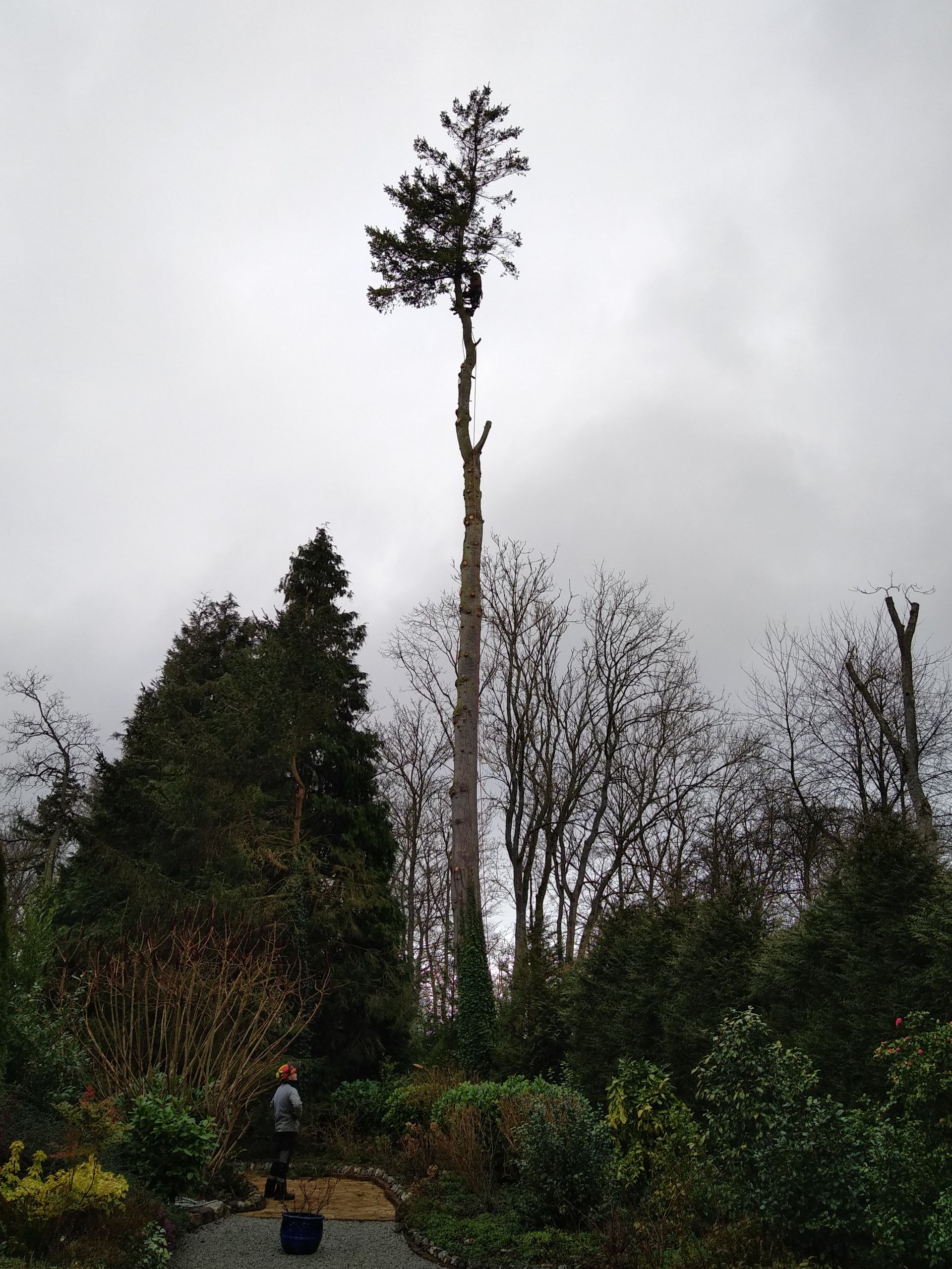 Des arbres et un ciel gris