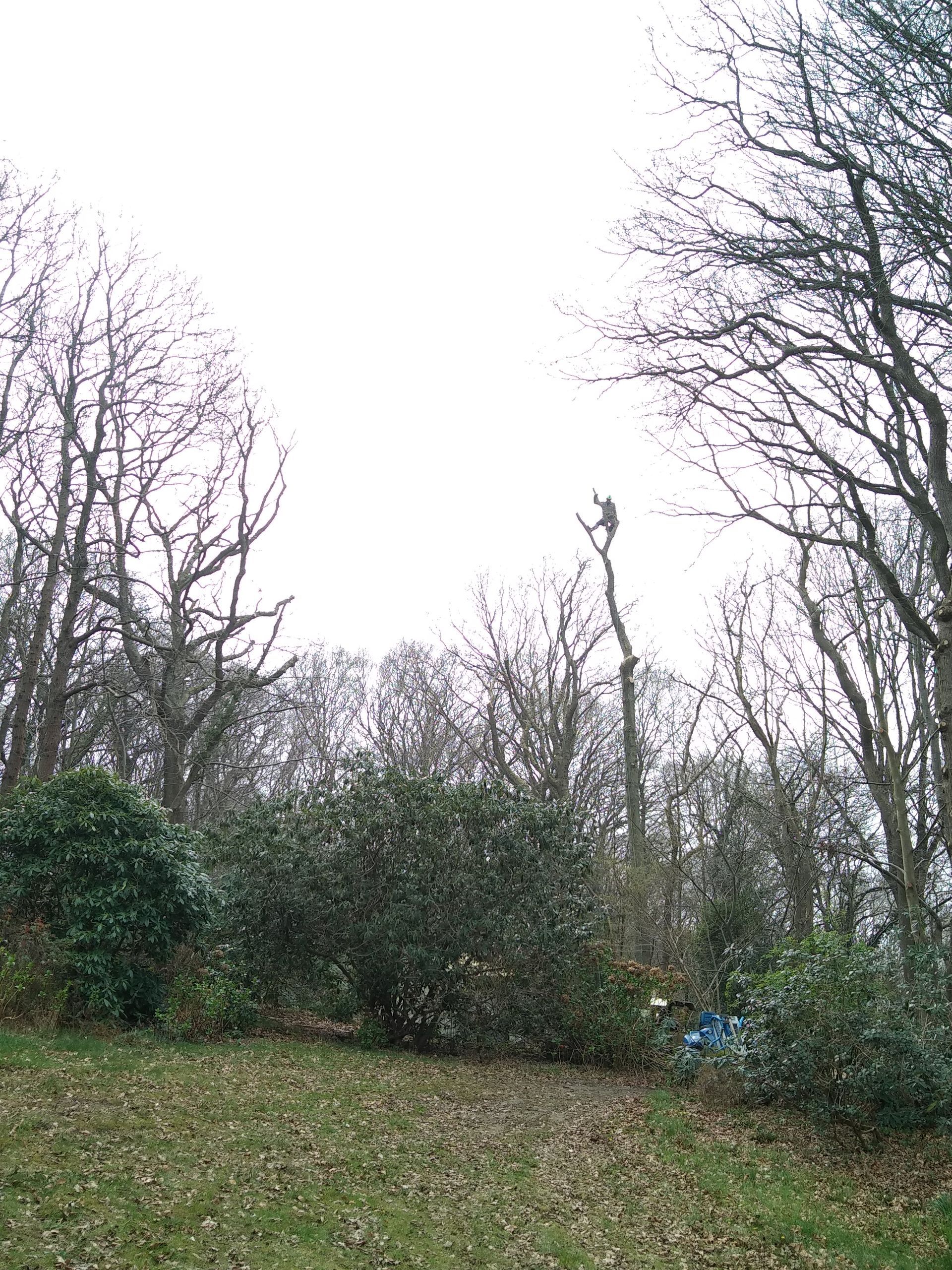 Photo d'un élagueur grimpeur dans un arbre haut
