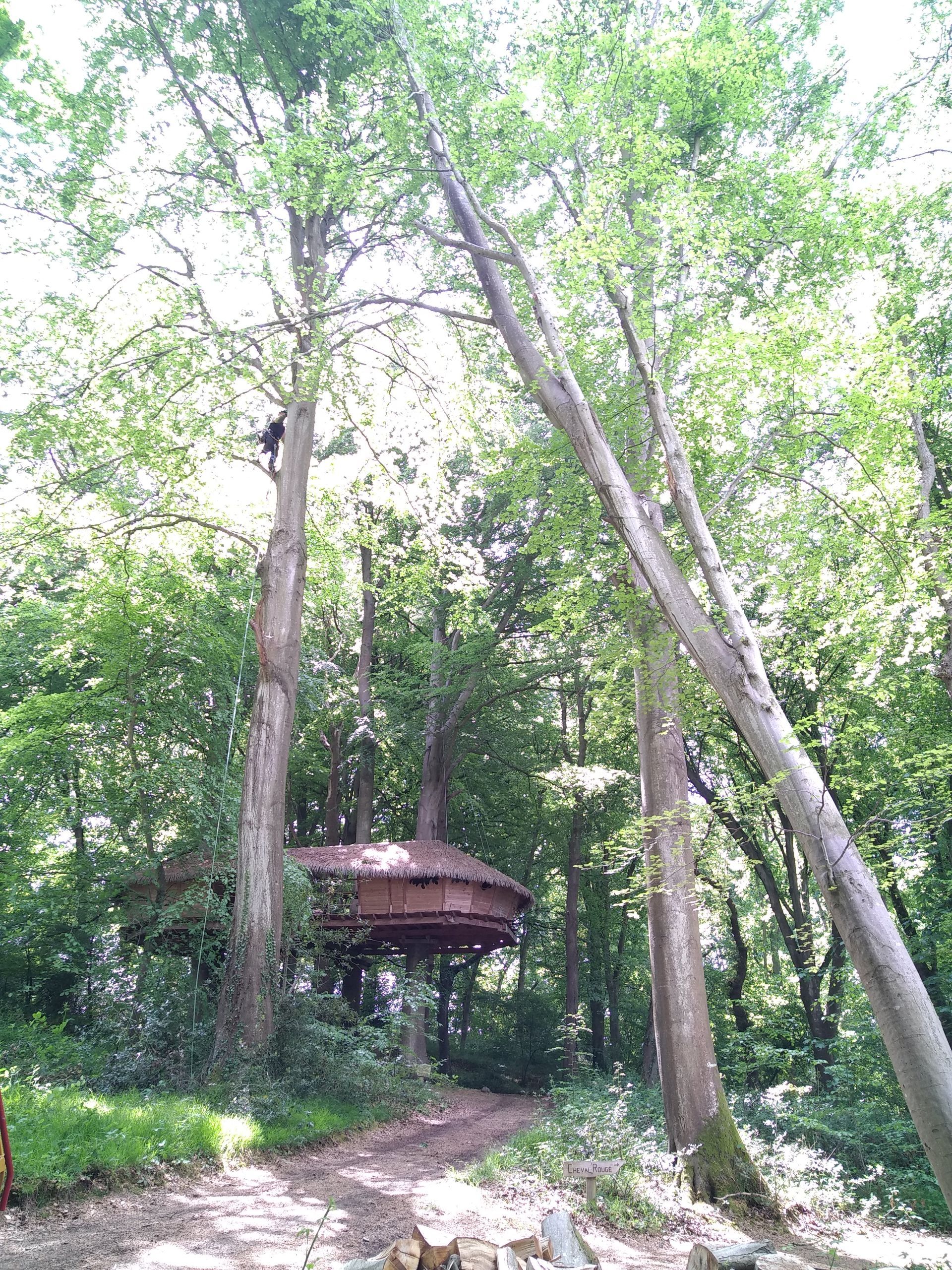 Photo d'un élagueur dans un arbre haut avec d'autres arbres autour et une cabane en bois