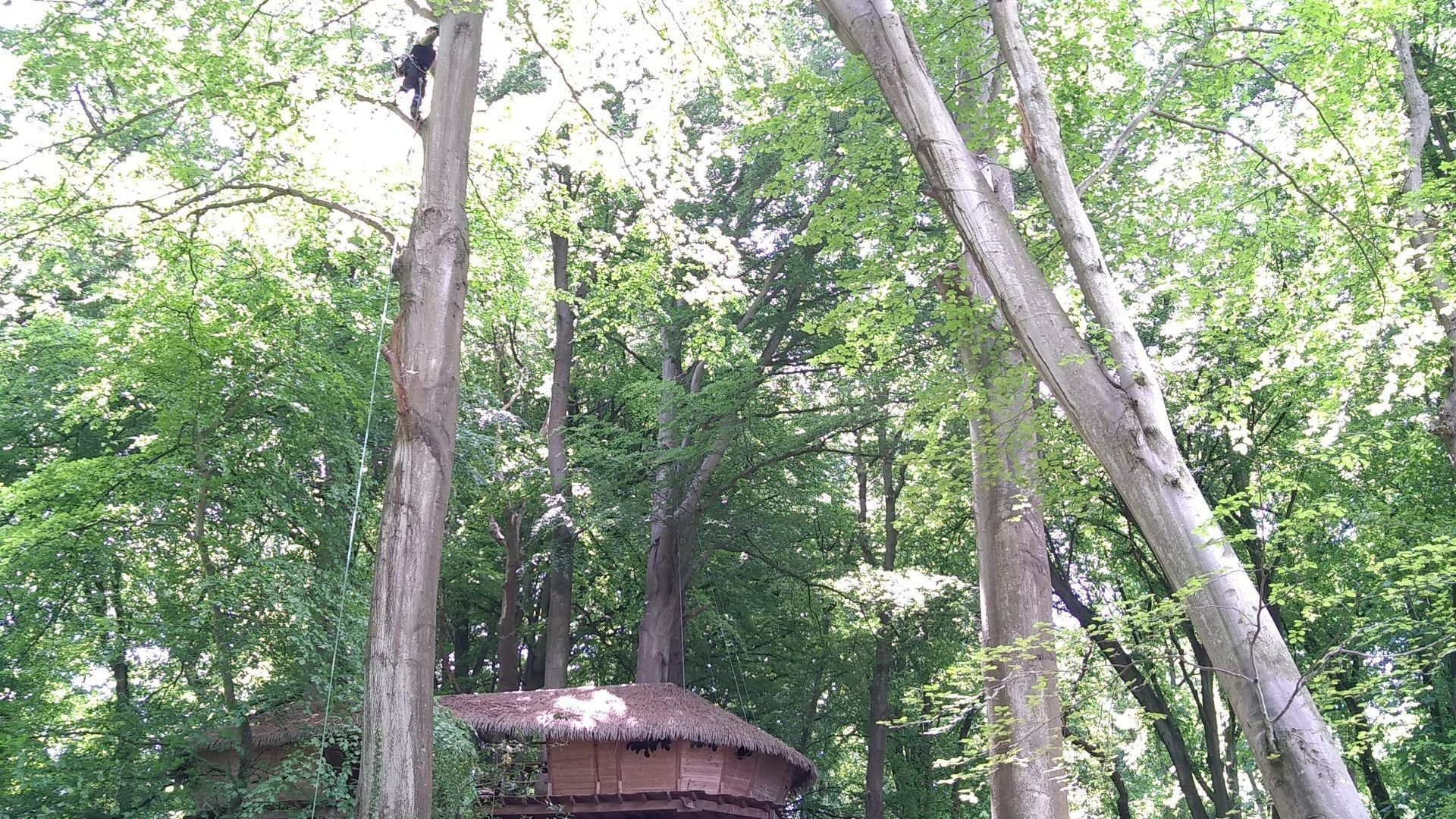 Grimpeur sur une branche dans un arbre de forêt avec une cabane en bois