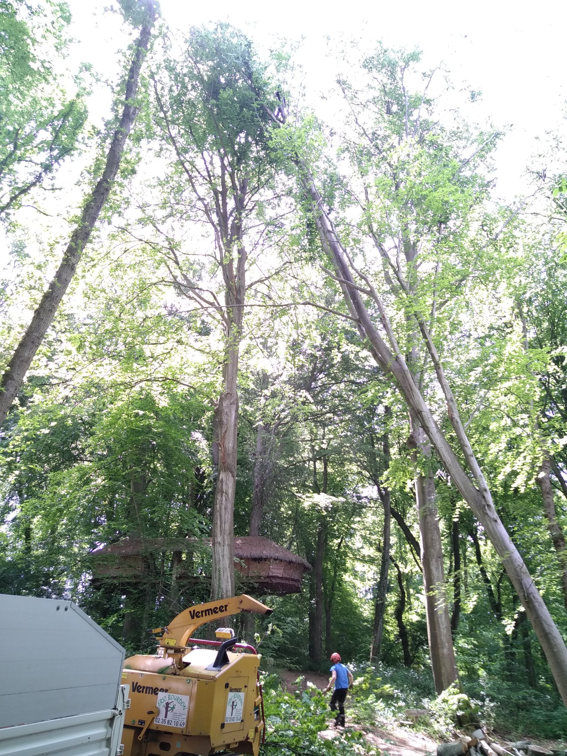 Photo d'un élagueur dans un arbre haut avec d'autres arbres autour