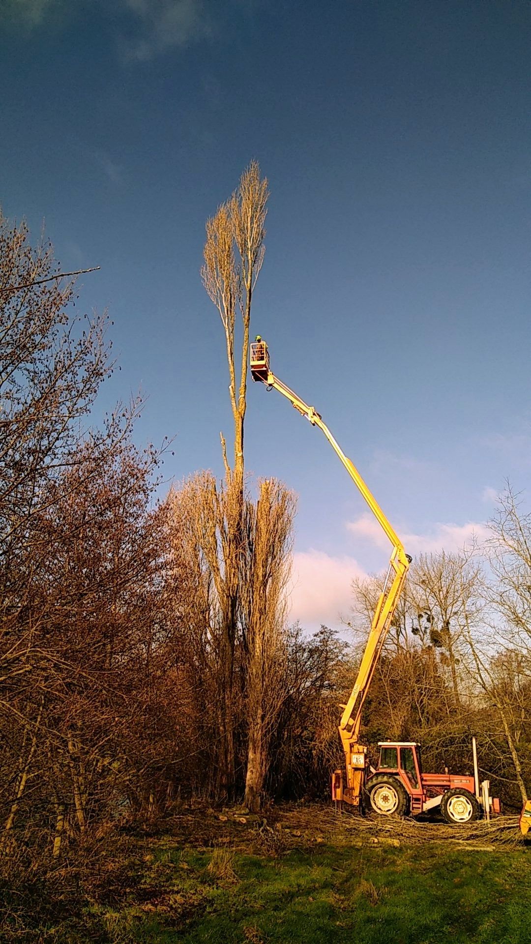 Photo d'un engin a nacelle avec élagueur en action