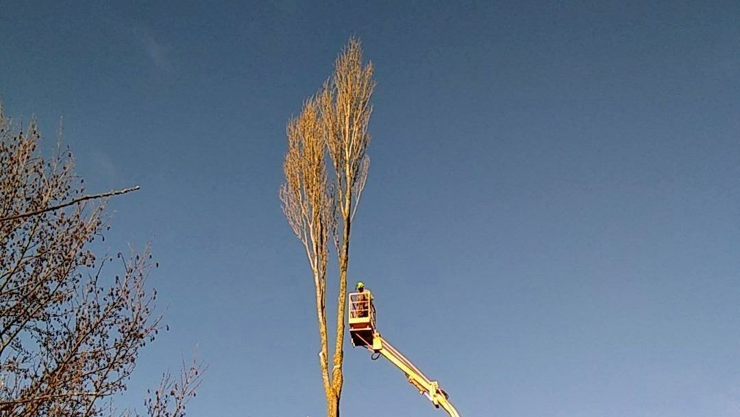 Un élagueur dans une nacelle en action sur l'arbre