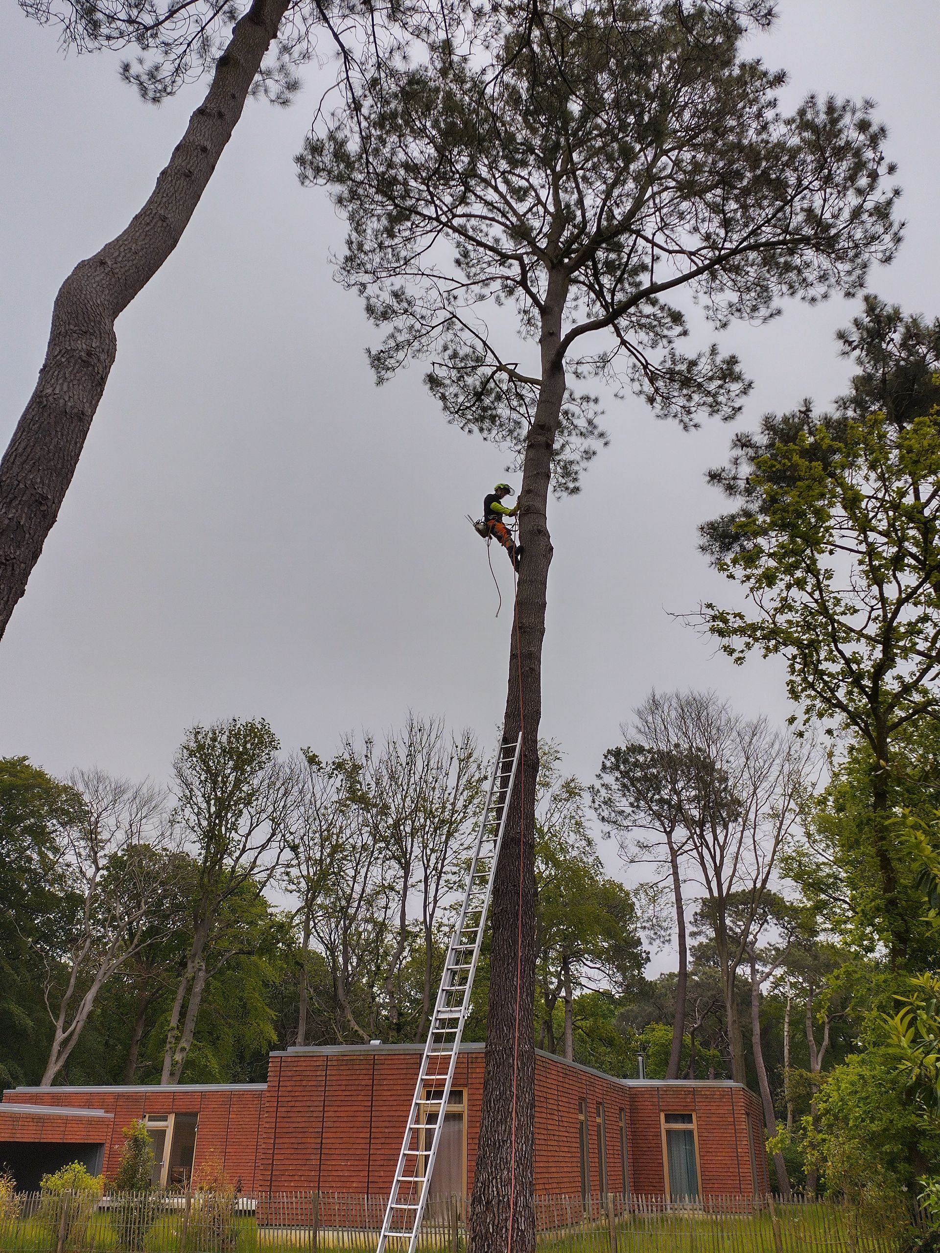Photo d'un élagueur dans un arbre avec échelle