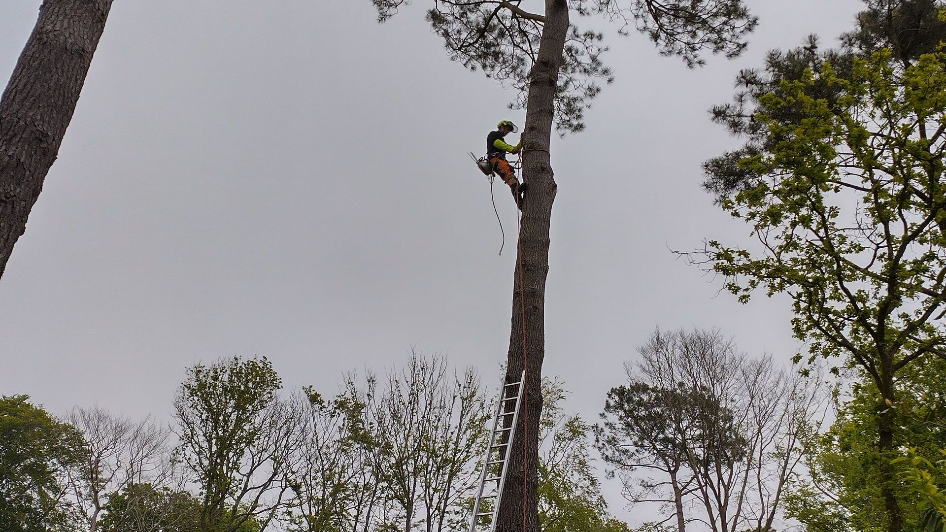 Un élagueur grimpant dans un arbre en hauteur avec échelle