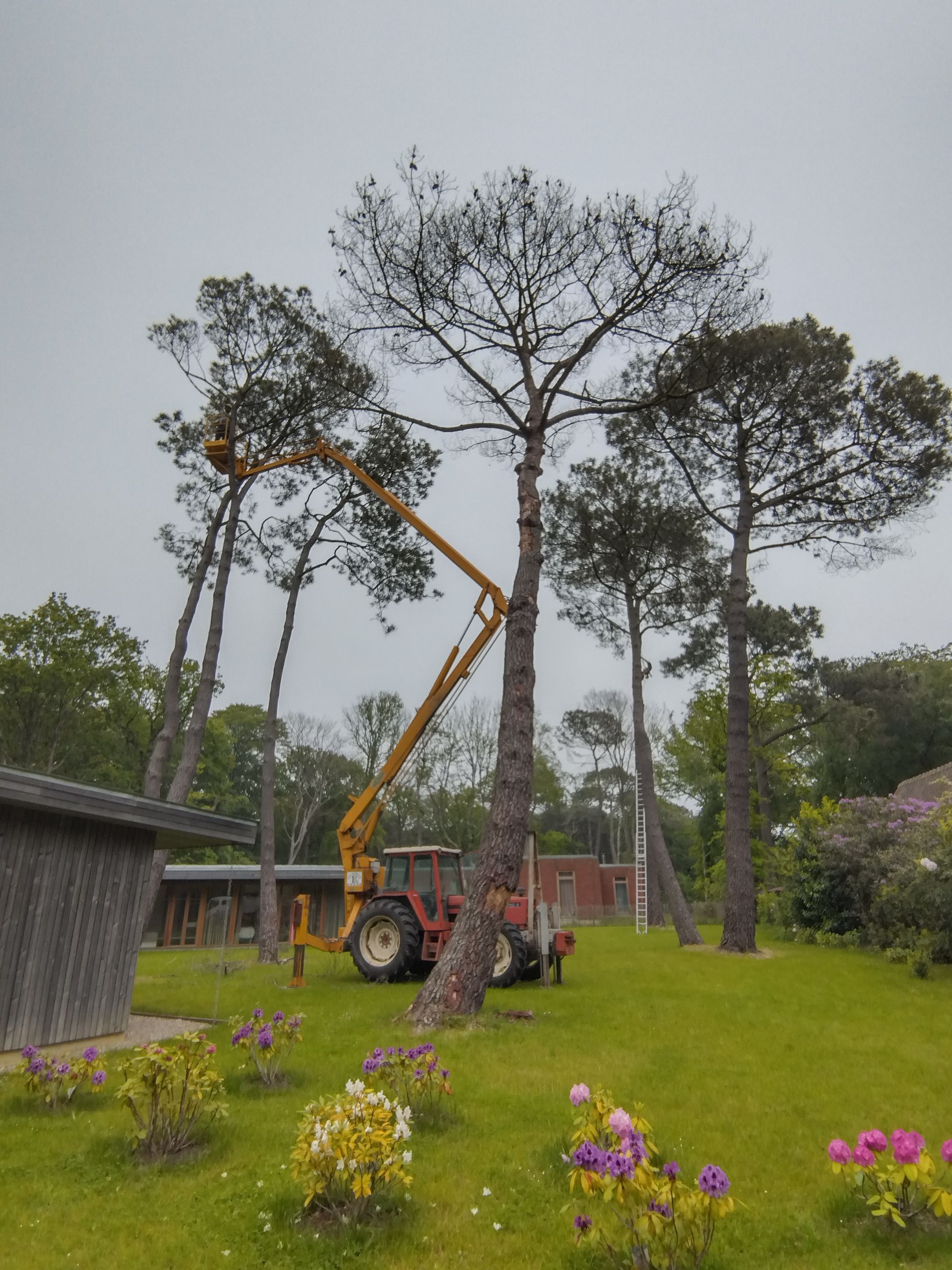 Un arbre, une nacelle jaune et des habitations en bois