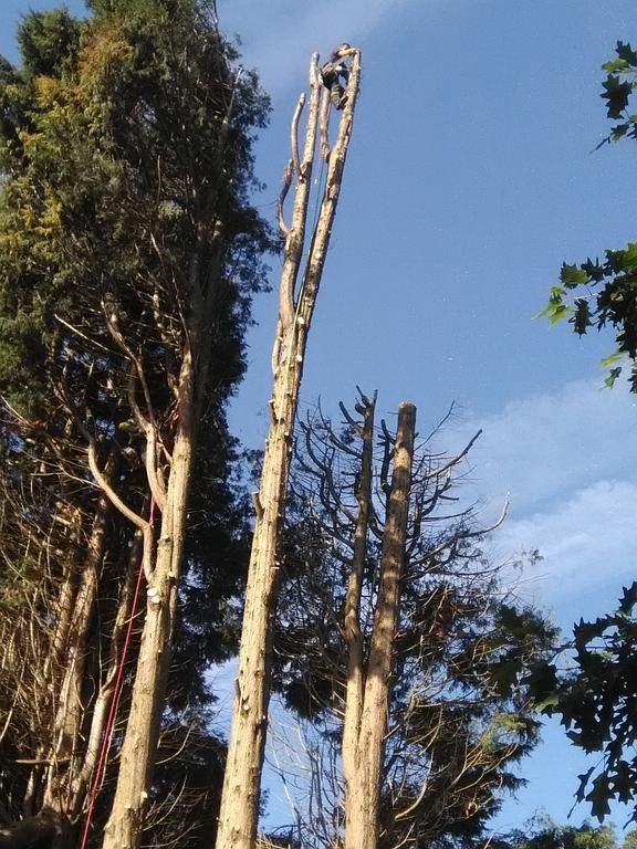 Abattage par démontage - Cyprès plus de 20m