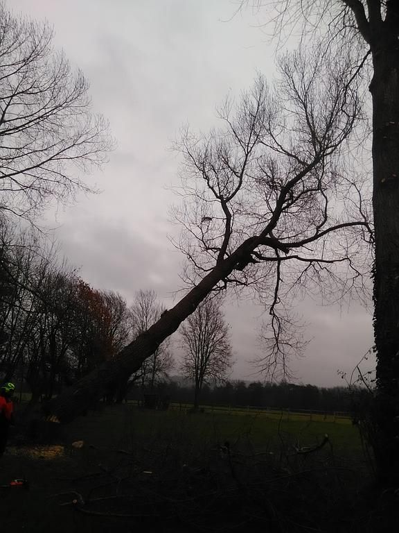 Abattage en direct d'un gros peuplier