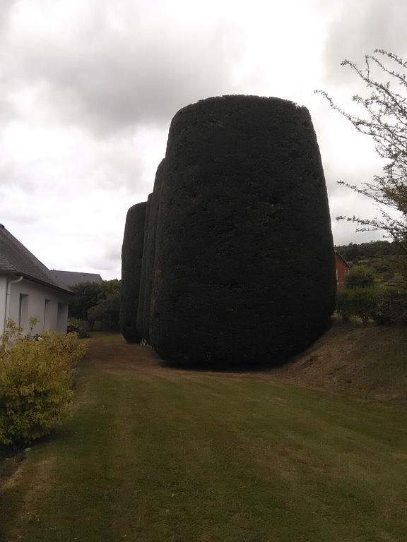 Taille de haies hautes