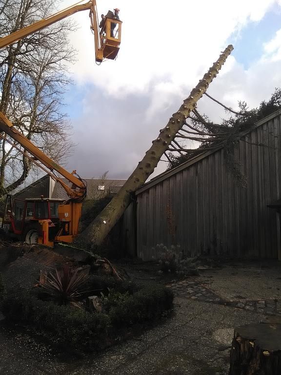 Débitage de l'arbre avec nacelle élévatrice 22m