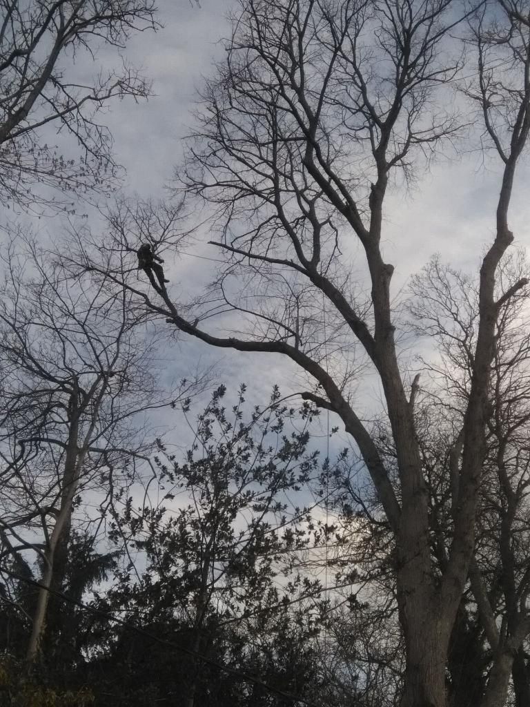 Un élagueur dans un arbre