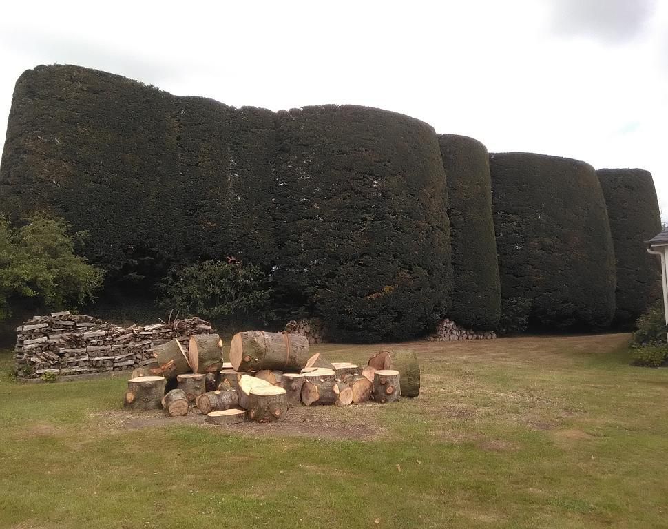Haies hautes avec des morceux de bois