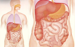 Un diagrama del sistema digestivo humano que muestra el hígado, el estómago y los intestinos.