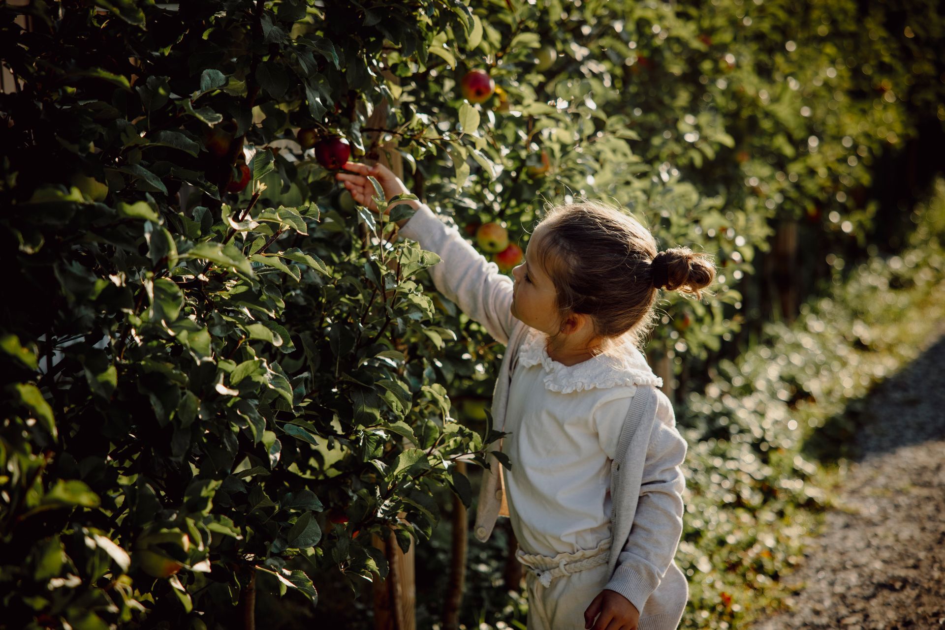 Ein kleines Mädchen pflückt Äpfel von einem Baum in einem Obstgarten.