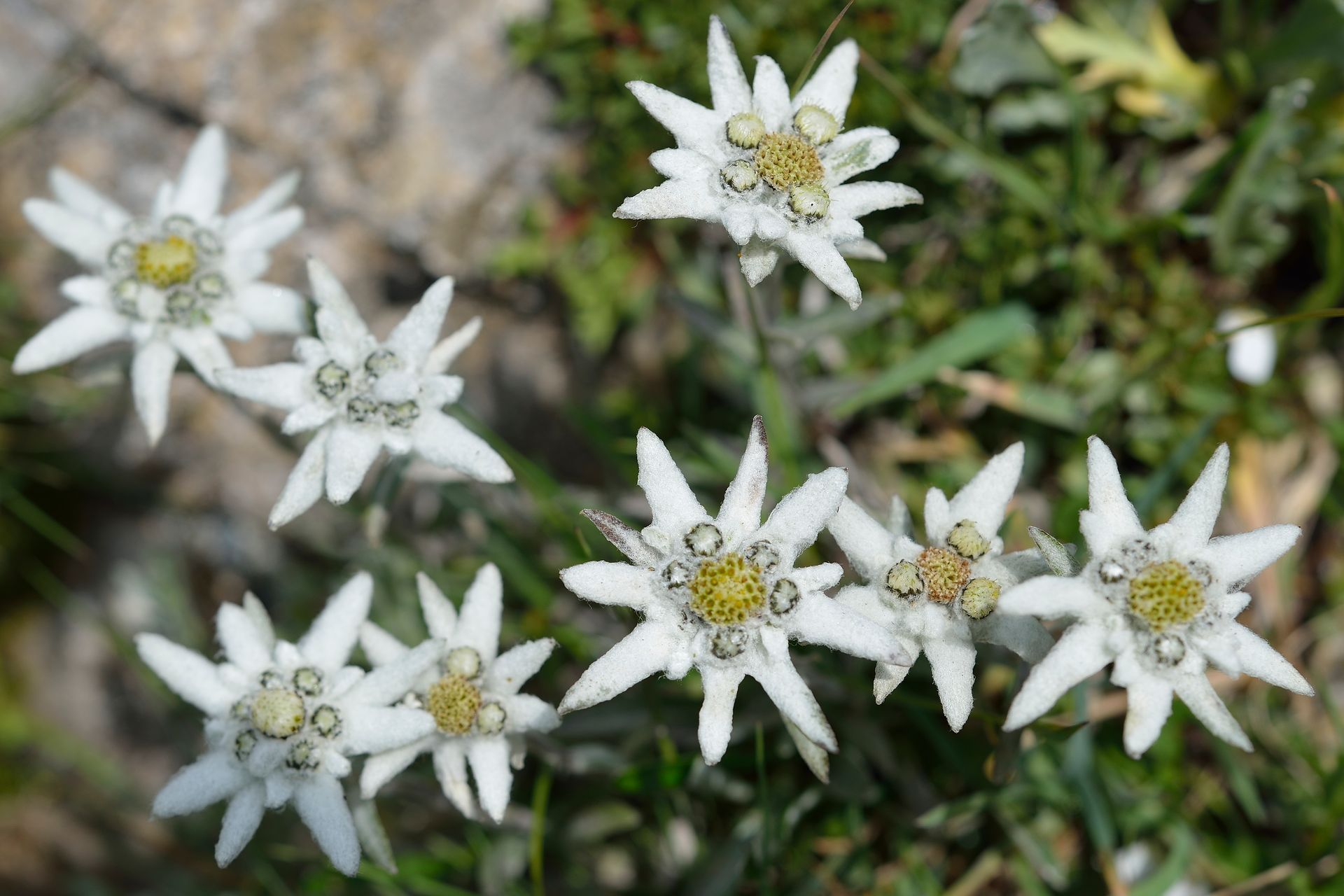 Ein Strauß weißer Blumen mit gelber Mitte