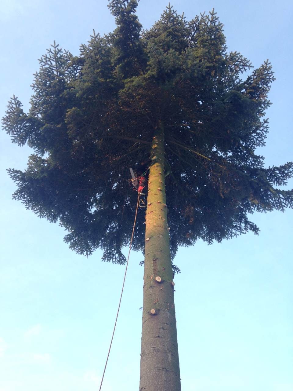 GARTENZEIT GmbH Gartenbauprojekt Baumpflege