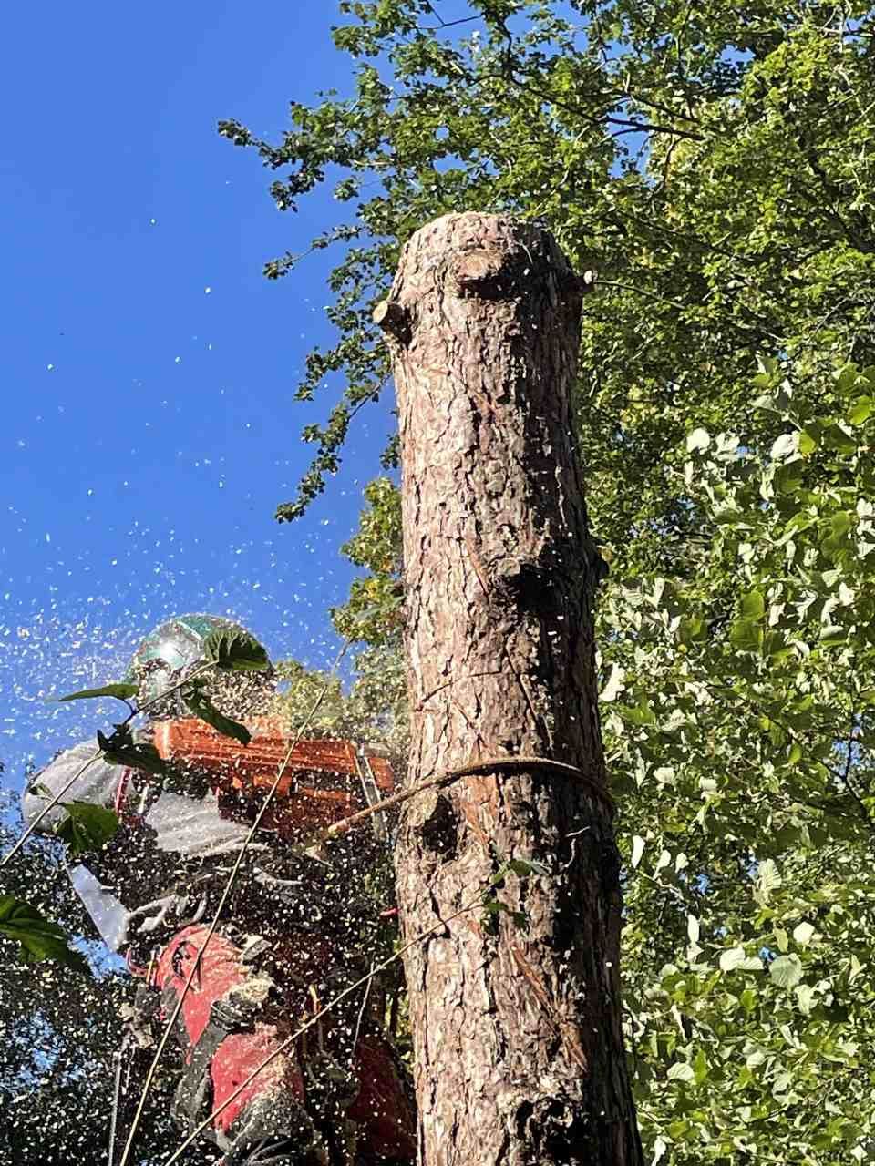 GARTENZEIT GmbH Gartenbauprojekt Baumpflege